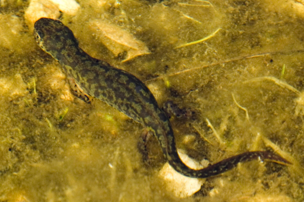 Tritone alpestre